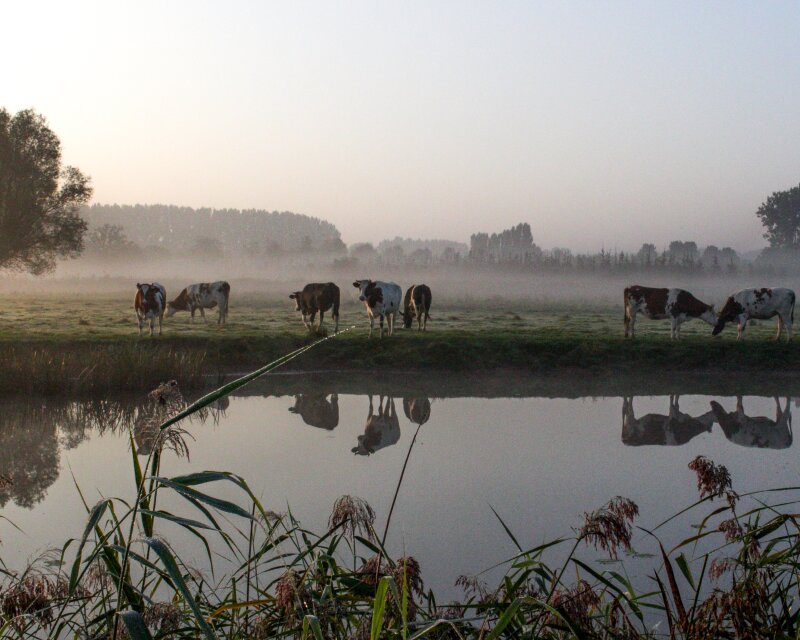 Koeien in de ochtendmist aan de oever van de Dommel.