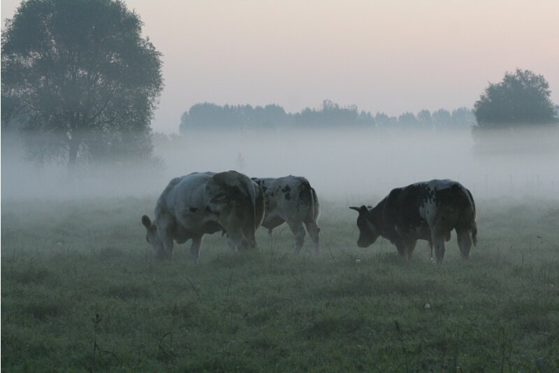 Koeien grazen in een weiland bij de Dommel.